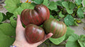Dwarf Purple Heartthrob Tomato