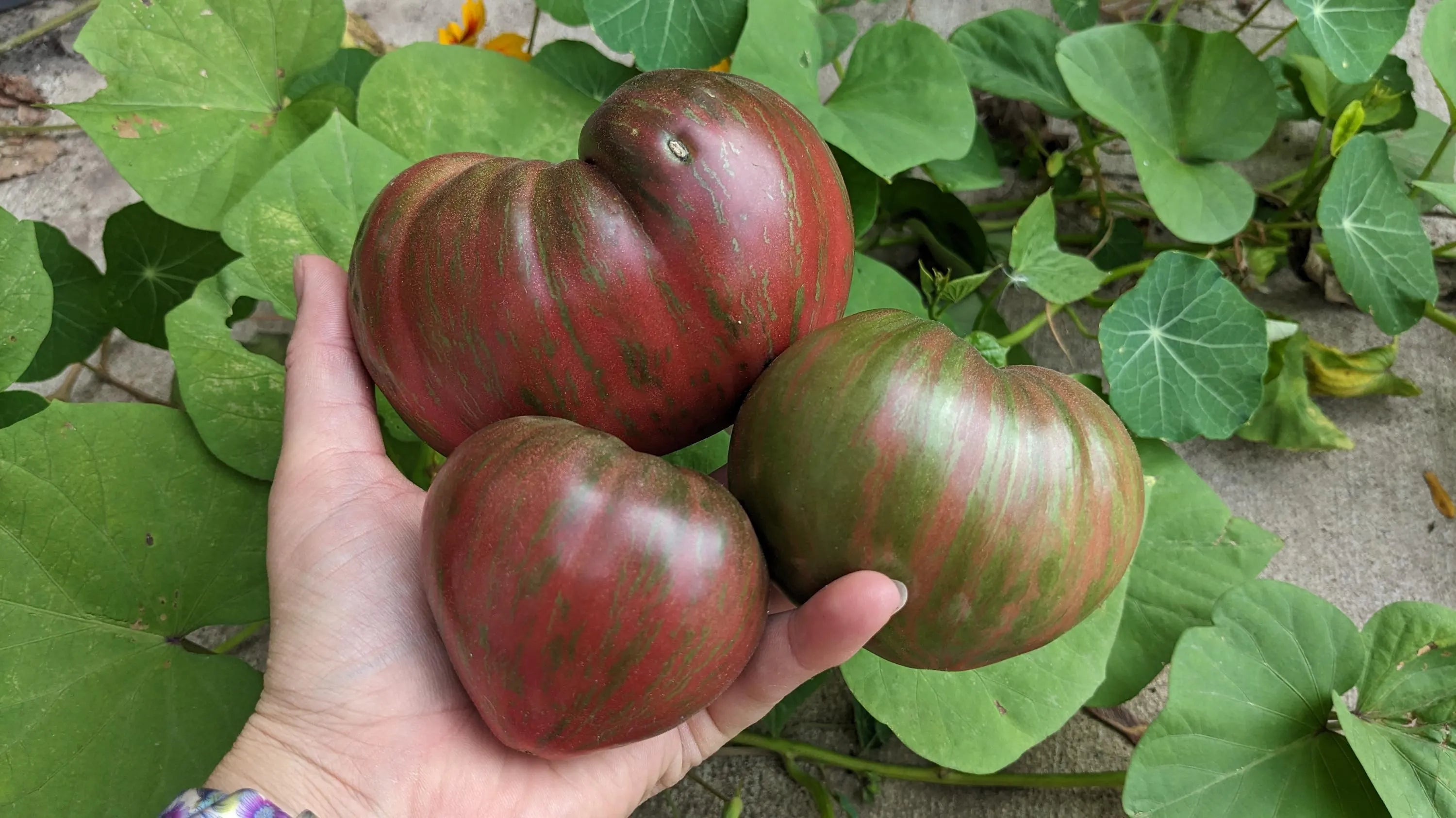 Dwarf Purple Heartthrob Tomato