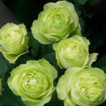 40/200/400 Seeds | Bright Green Rose Seeds, Unique Rare Rose Flower, Beautiful Garden Blooms, Easy Grow Perennial Plant Seeds(40 Seeds)