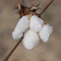 Heirloom Sea Island Cotton Seeds: Caribbean Gossypium barbadense (12-Pack)