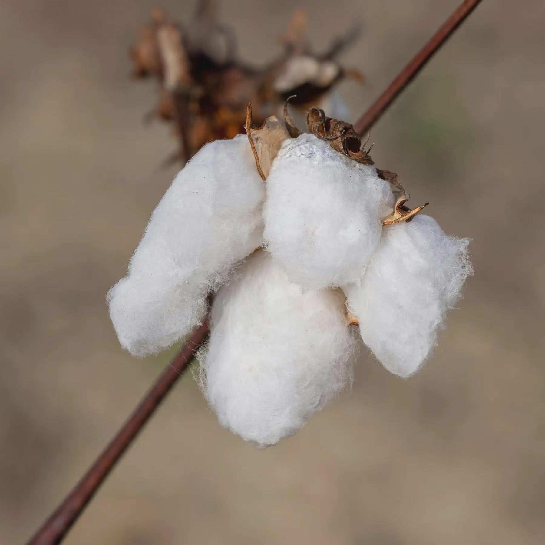 Heirloom Sea Island Cotton Seeds: Caribbean Gossypium barbadense (12-Pack)