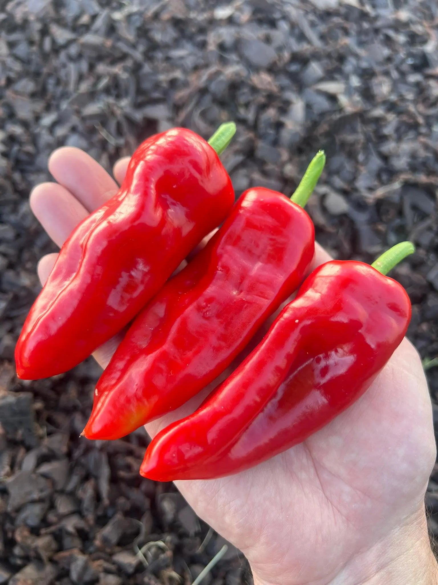 Aleppo Pepper Seeds Pack