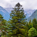 Norway Spruce Tree Seeds - Heirloom, Open Pollinated, Non GMO - Grow Indoors, Outdoors, In Pots, Grow Beds, Soil, Hydroponics  Aquaponics(20 Seeds)