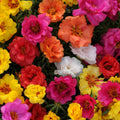 20/100/200 Double Flower Moss Rose Seeds (Portulaca Grandiflora) – Heirloom Drought-Resistant Purslane Flower Seeds for Planting – Ideal for Containers, Baskets  Beds, Outdoor  Indoor Garden(20 Seeds)
