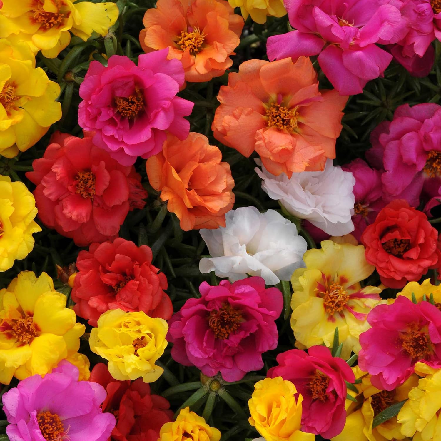 20/100/200 Double Flower Moss Rose Seeds (Portulaca Grandiflora) – Heirloom Drought-Resistant Purslane Flower Seeds for Planting – Ideal for Containers, Baskets  Beds, Outdoor  Indoor Garden(20 Seeds)