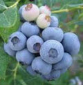 RARE European BLUEBERRY Bilberry SEEDS -Low Bush , Sweet delicious Powerfood- Fresh harvested in our Usa farm- Same day shipping !(30 seeds)