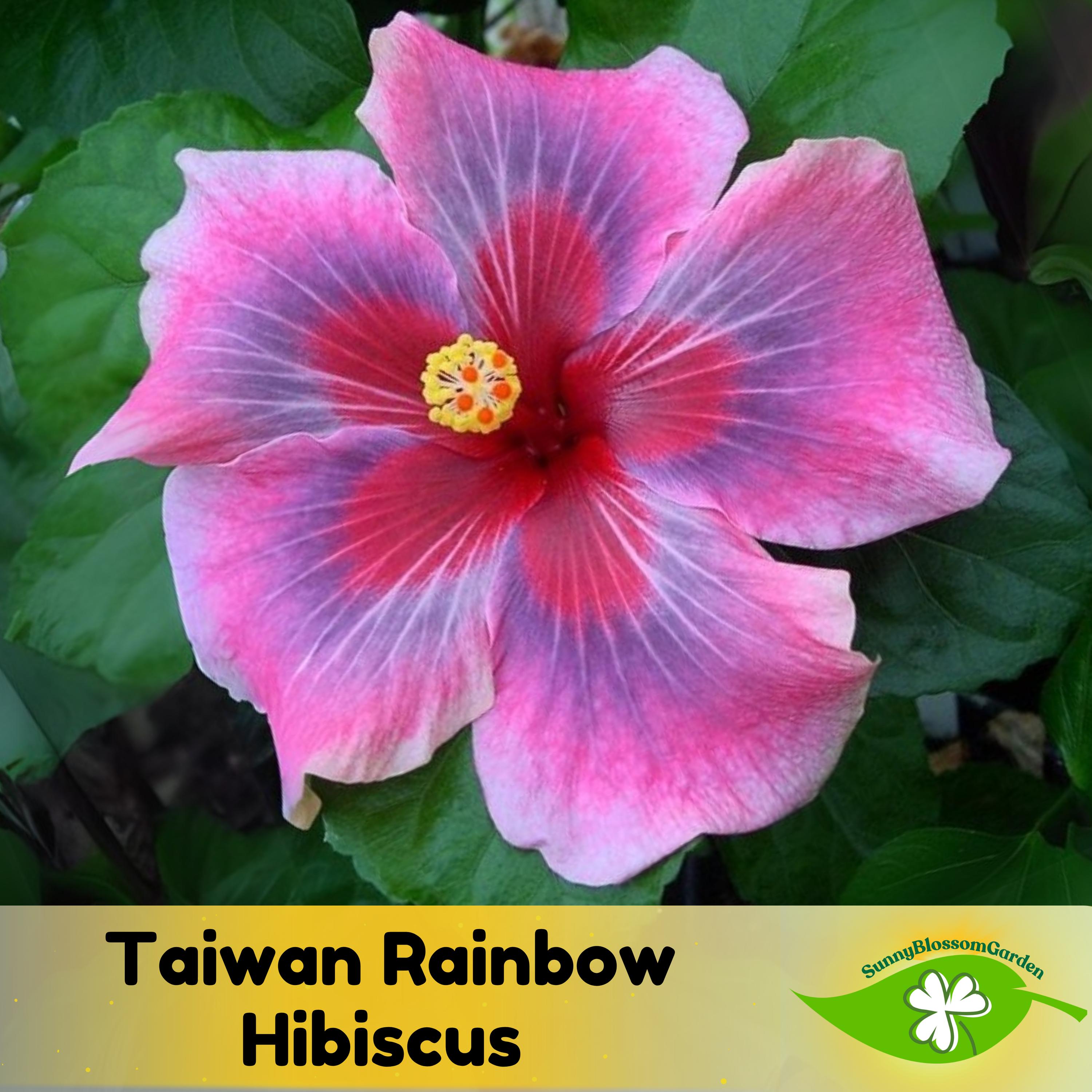 15+ Seeds| Taiwan Rainbow Orchestra Hibiscus Seeds - Bush  Shrub Seeds - Fast Growing - Hibiscus Flower - Clumping - Plant in Spring #6046