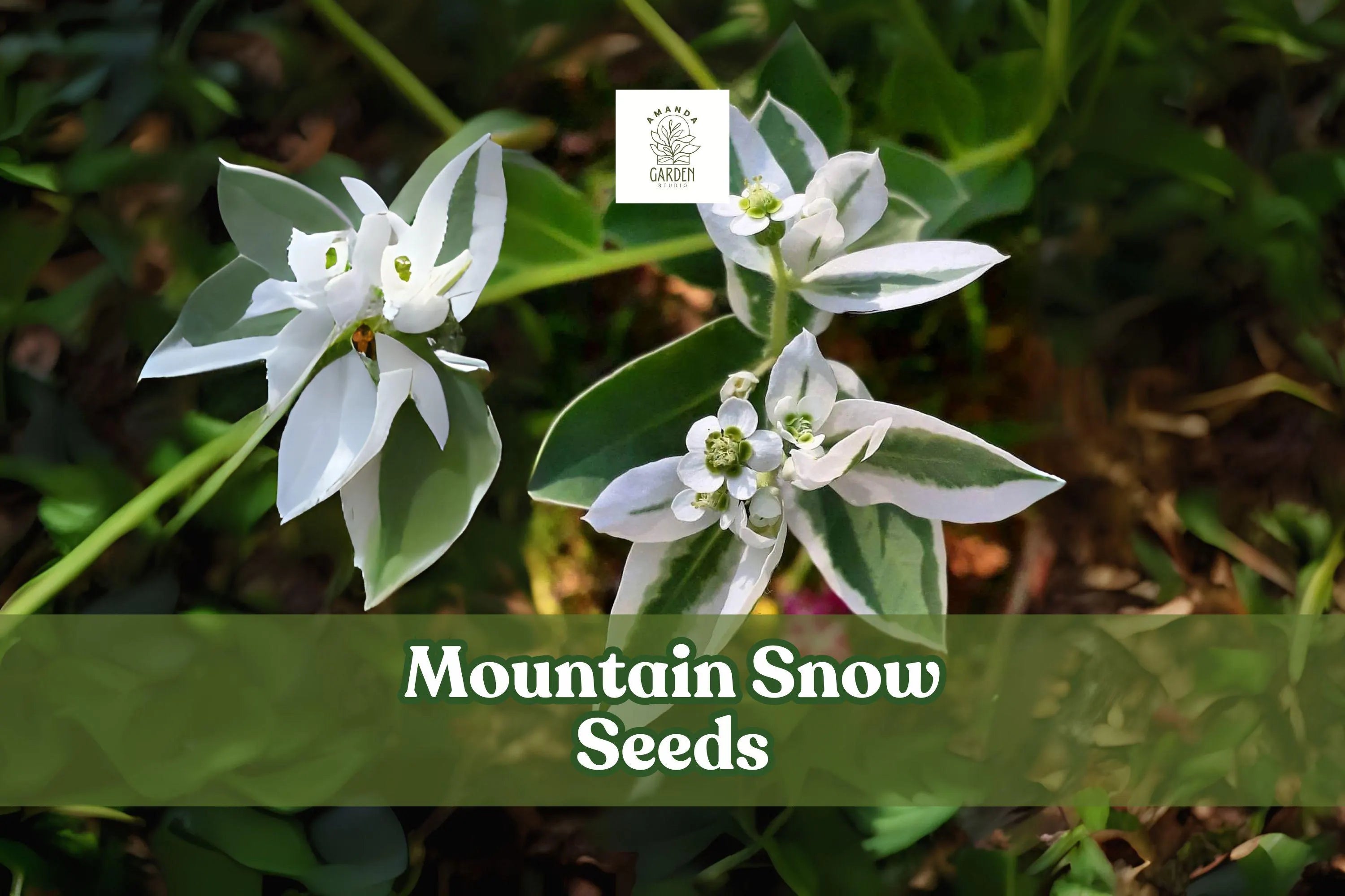 50+ Mountain Snow Seeds (Euphorbia marginata) | Snow-on-the-Mountain | White-Edged Bracts | Easy Full-Sun Annual