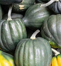 Acorn Winter Squash Seeds - Table Queen