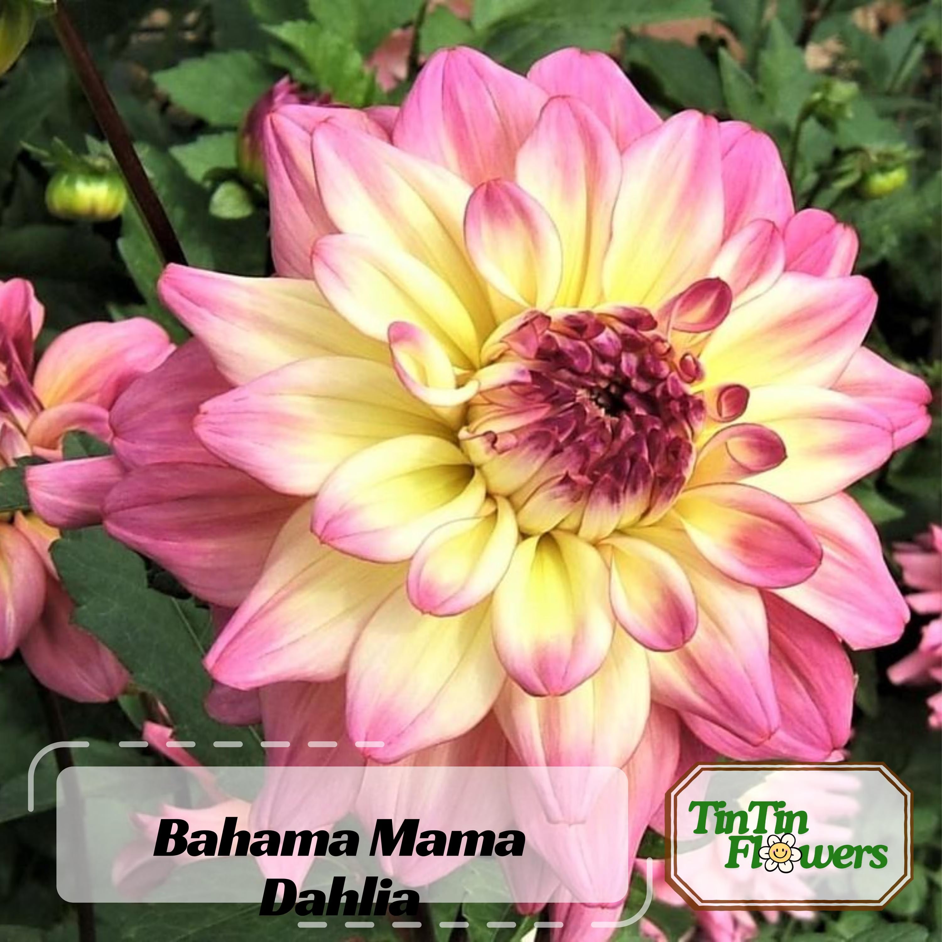 40 Seeds | Bahama Mama Dahlia Seeds -Pollinator Friendly- Open Pollinated - Heirloom - Flower Seeds - Mix Seeds- .#D010.