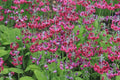 Primula pulverulenta (50 seeds)