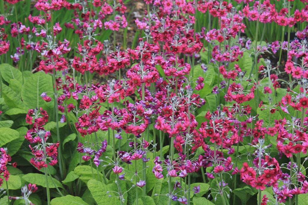 Primula pulverulenta (50 seeds)