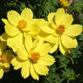 Cosmos Dwarf Lemon Sulphur Seeds 100 Ct YELLOW Flower Garden ANNUAL