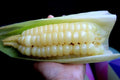 20 Chocio Peruvian yellow Giant corn Seeds Ancient  Corn very rare