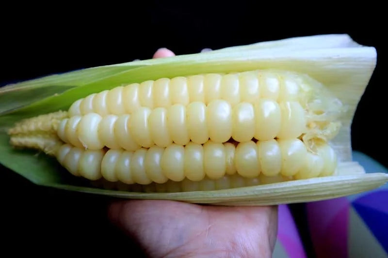 20 Chocio Peruvian yellow Giant corn Seeds Ancient  Corn very rare