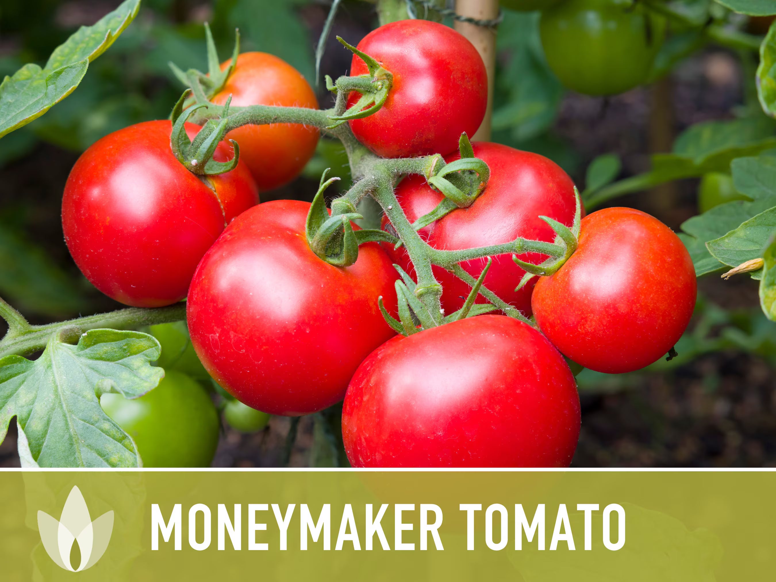 Moneymaker Tomato Seeds - Heirloom Seeds, Indeterminate, Slicing Tomato, Sauce Tomato, High Yield, Heat Loving, Container Garden, Non-GMO