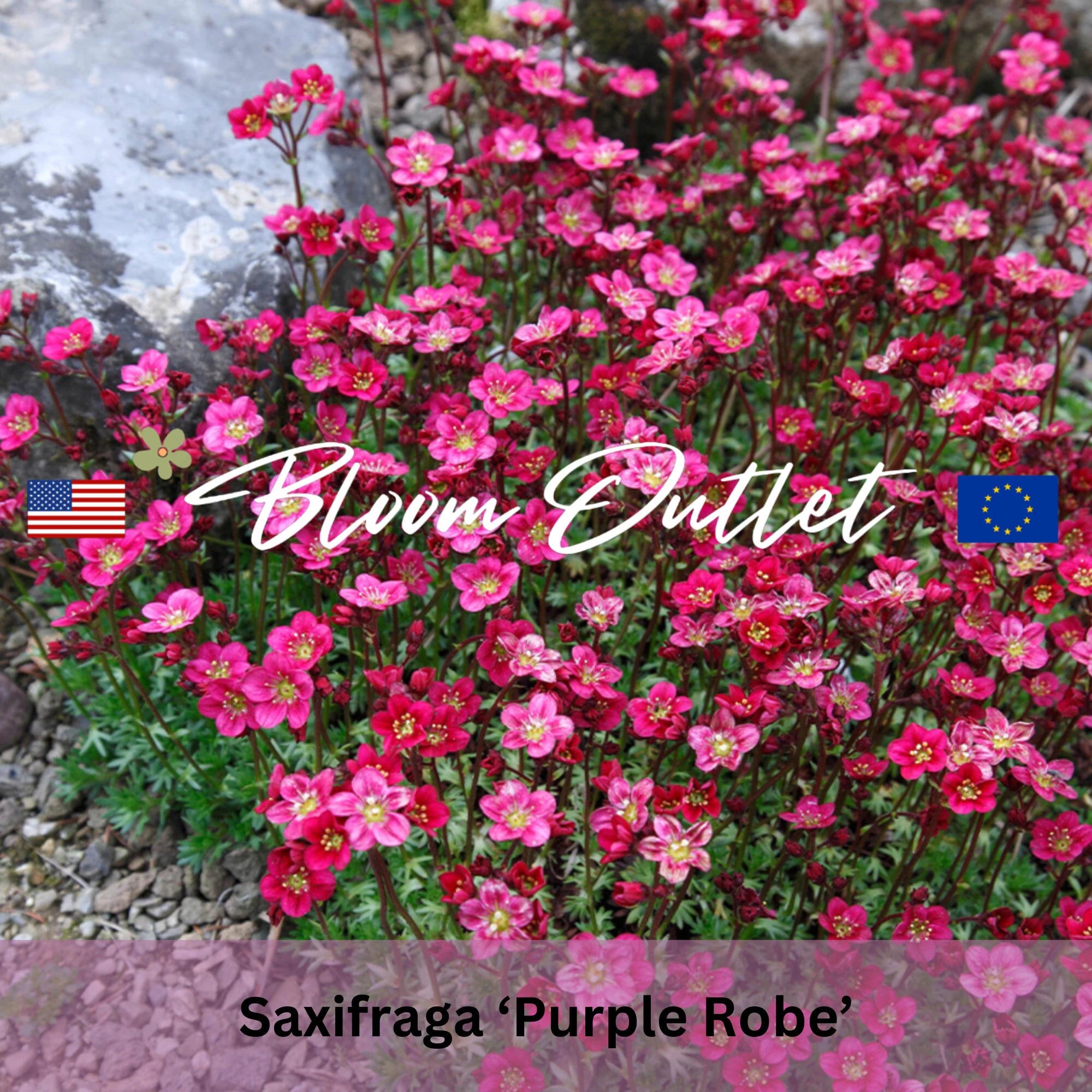 250 Saxifraga Purple Robe Mossy Saxifrage Gardening Seeds*Evergreen Perennial Plant*Carmine Red Flowers*Rock/Shade Gardens*Groundcover*Pots