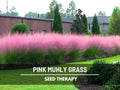 Pink Muhly Grass Seeds – Heirloom Ornamental, Drought Resistant  Easy to Grow, Landscaping Perennial Muhlenbergia capillaris | 30 Seeds