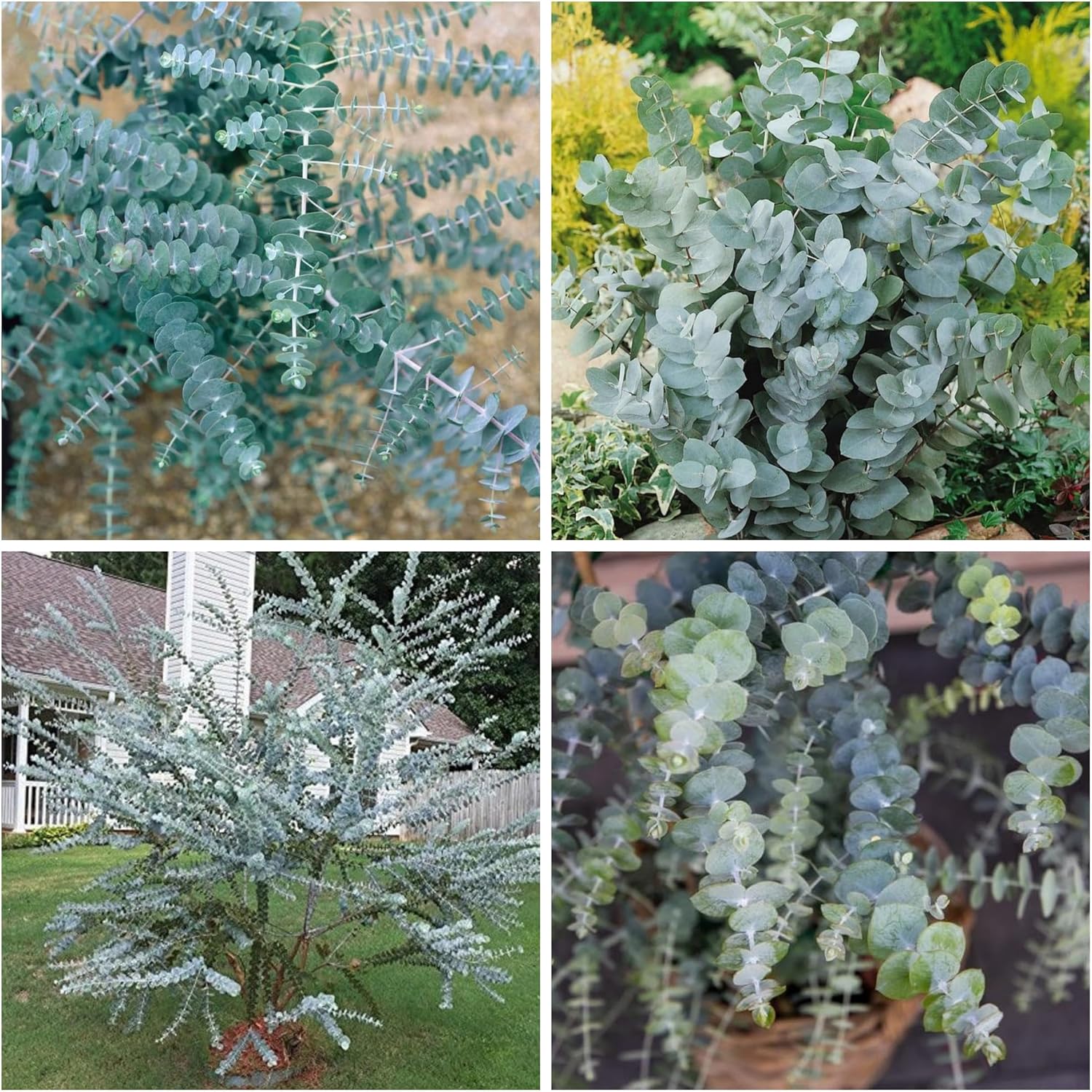 Eucalyptus Seeds for Planting, Eucalyptus Seed for Cut and Flowers and Decor Perfect for Outdoor Growing and Spring Garden