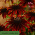 200 Moreno Rudbeckia Seeds: Deep Burgundy Heirloom Blooms, Pollinator Magnet