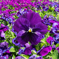 Purple Violet Pansy Seeds - Cold Resistant - Open-Pollinating - Self-Pollinating - Draft Resistant - Plant in late Summer/Spring(20 Seeds)