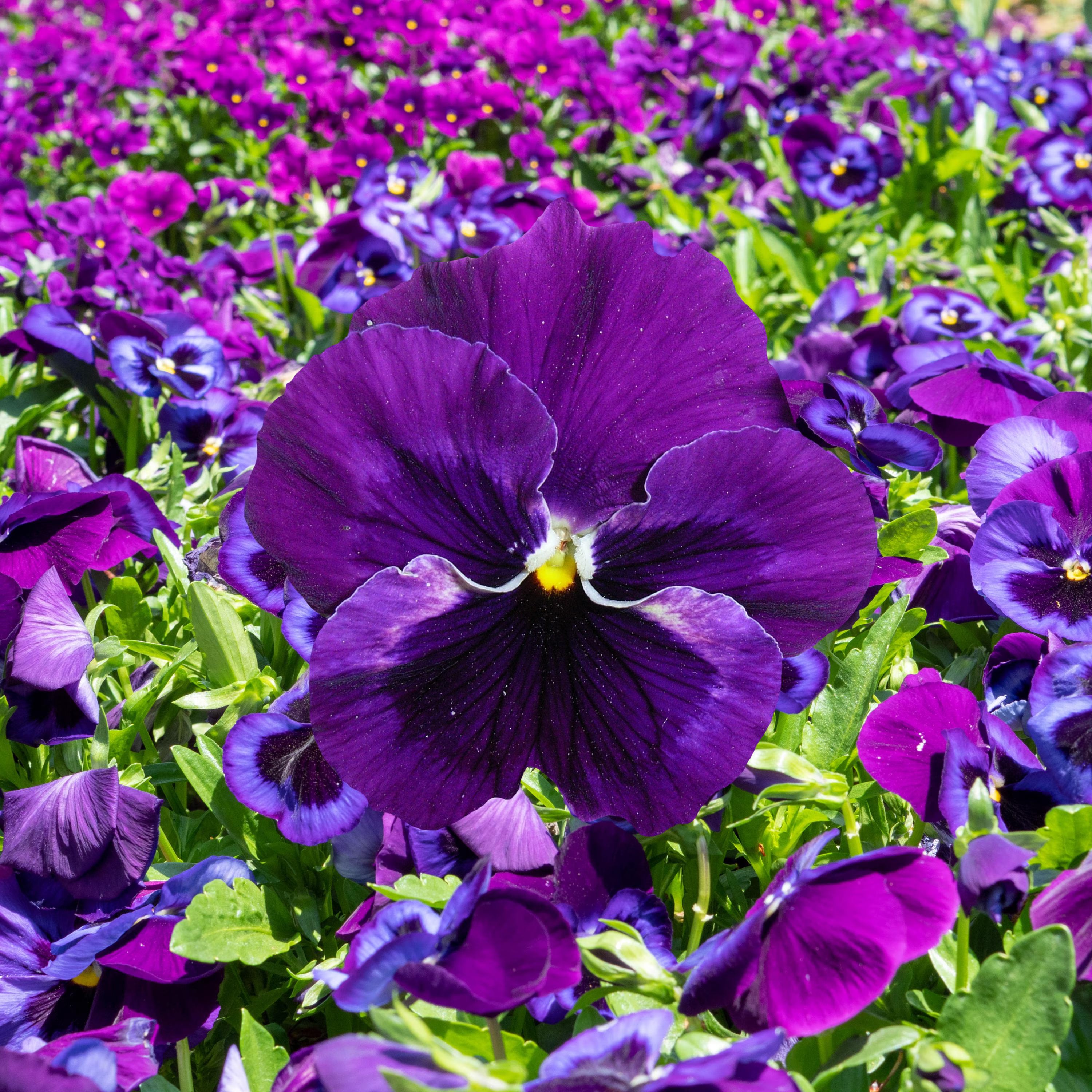 Purple Violet Pansy Seeds - Cold Resistant - Open-Pollinating - Self-Pollinating - Draft Resistant - Plant in late Summer/Spring(20 Seeds)