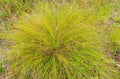Prairie Dropseed (Sporobolus Heterolepis) 1 tbsp, Elegant Native Grass, Fragrant, Fine Textured, Tough