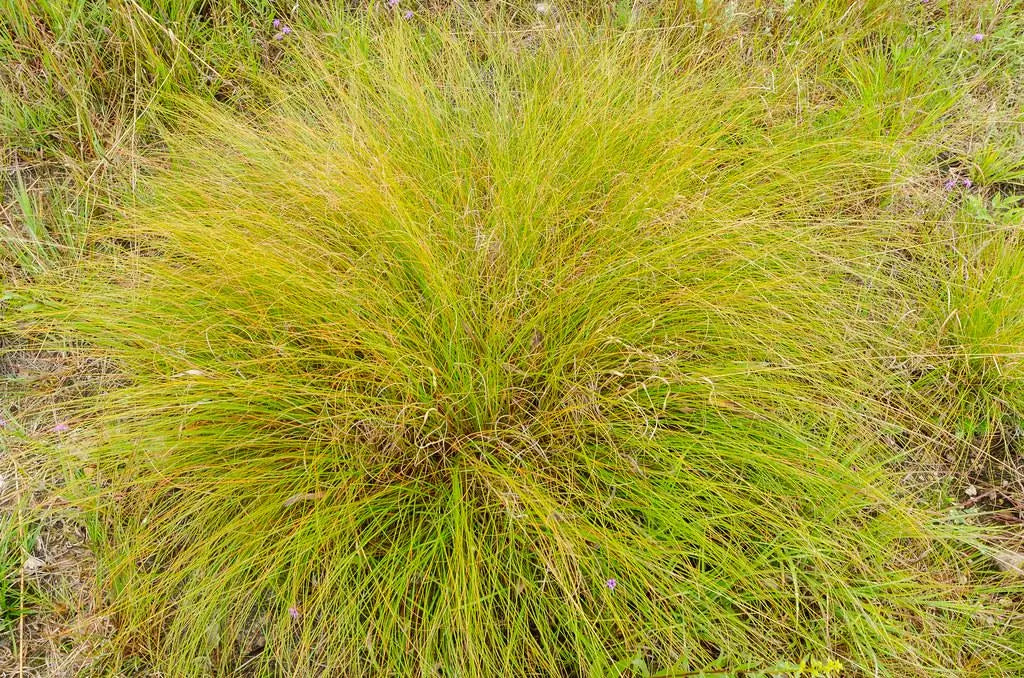 Prairie Dropseed (Sporobolus Heterolepis) 1 tbsp, Elegant Native Grass, Fragrant, Fine Textured, Tough