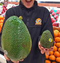 1 Organic Avozilla - The world#39;s largest avocado seed, Non GMO, naturally grown