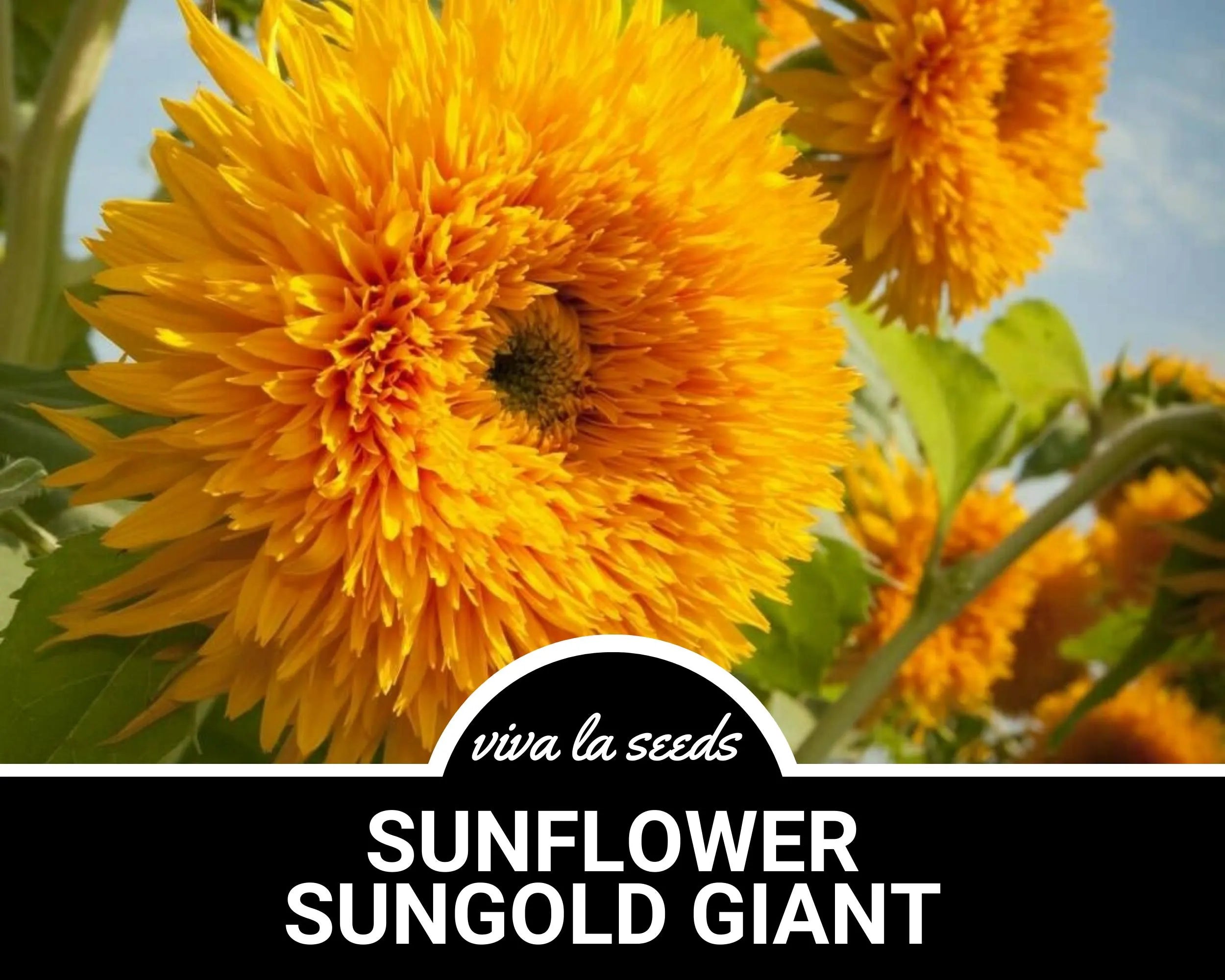 Sunflower, Giant Sungold | 25 Seeds | Culinary  Medicinal | Easy to Grow | Non-GMO | Large Teddy Bear Flowers | Helianthus annuus