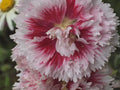 Dwarf Double Pink  White Hollyhock 10+ Seeds, Perennial