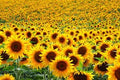 500 Assorted Sunflower Seeds. Ships Free