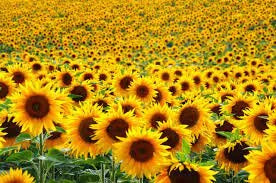 500 Assorted Sunflower Seeds. Ships Free