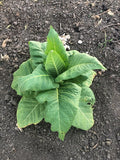 Golden Burley Tobacco Seeds: Non-GMO Nicotiana Tabacum Free Shipping No Tracking Read Description(100 Seeds)