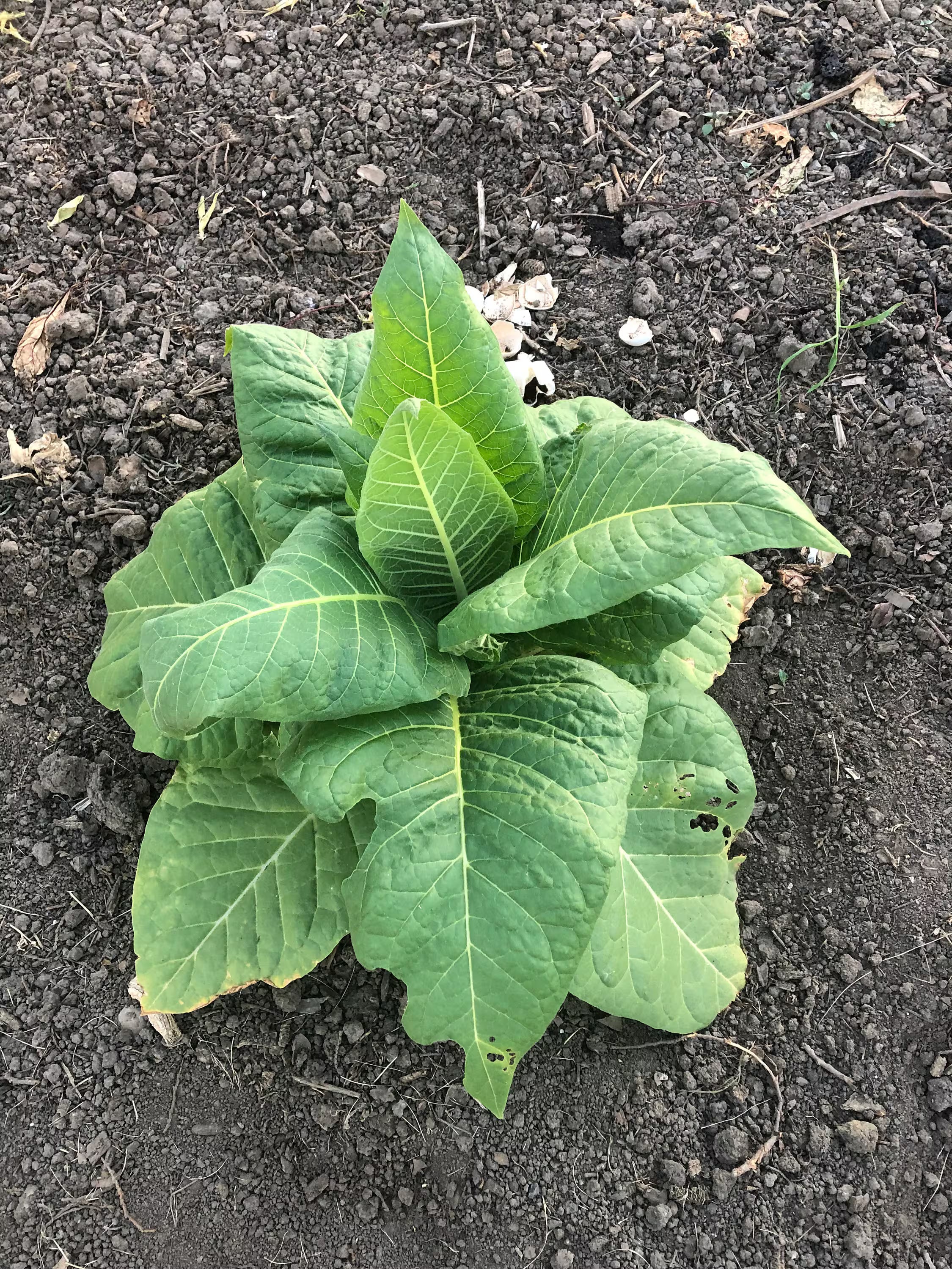 Golden Burley Tobacco Seeds: Non-GMO Nicotiana Tabacum Free Shipping No Tracking Read Description(100 Seeds)
