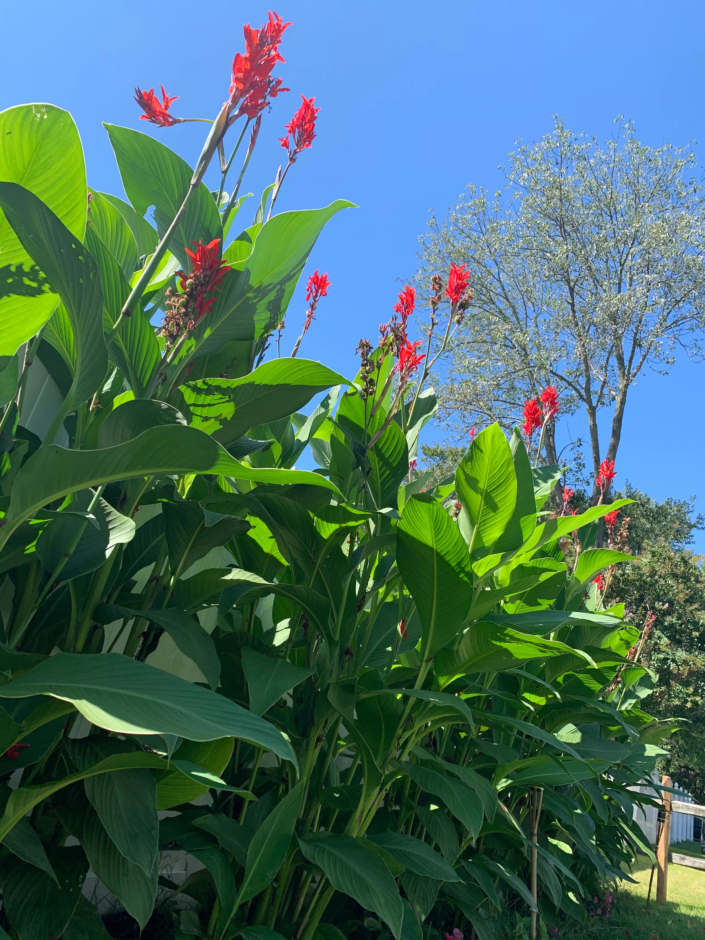 1 Red Canna Lily Rhizomes Live Tropical Bulbs; Yellow King Humbert Can; Canna Lily Tropicana Phasion, Non-GMO, Green leaves (1 Count)