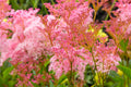 8/40/80 QUEEN Of THE PRAIRIE Pink Meadowsweet Filipendula Rubra Flower Seeds(8 Seeds)