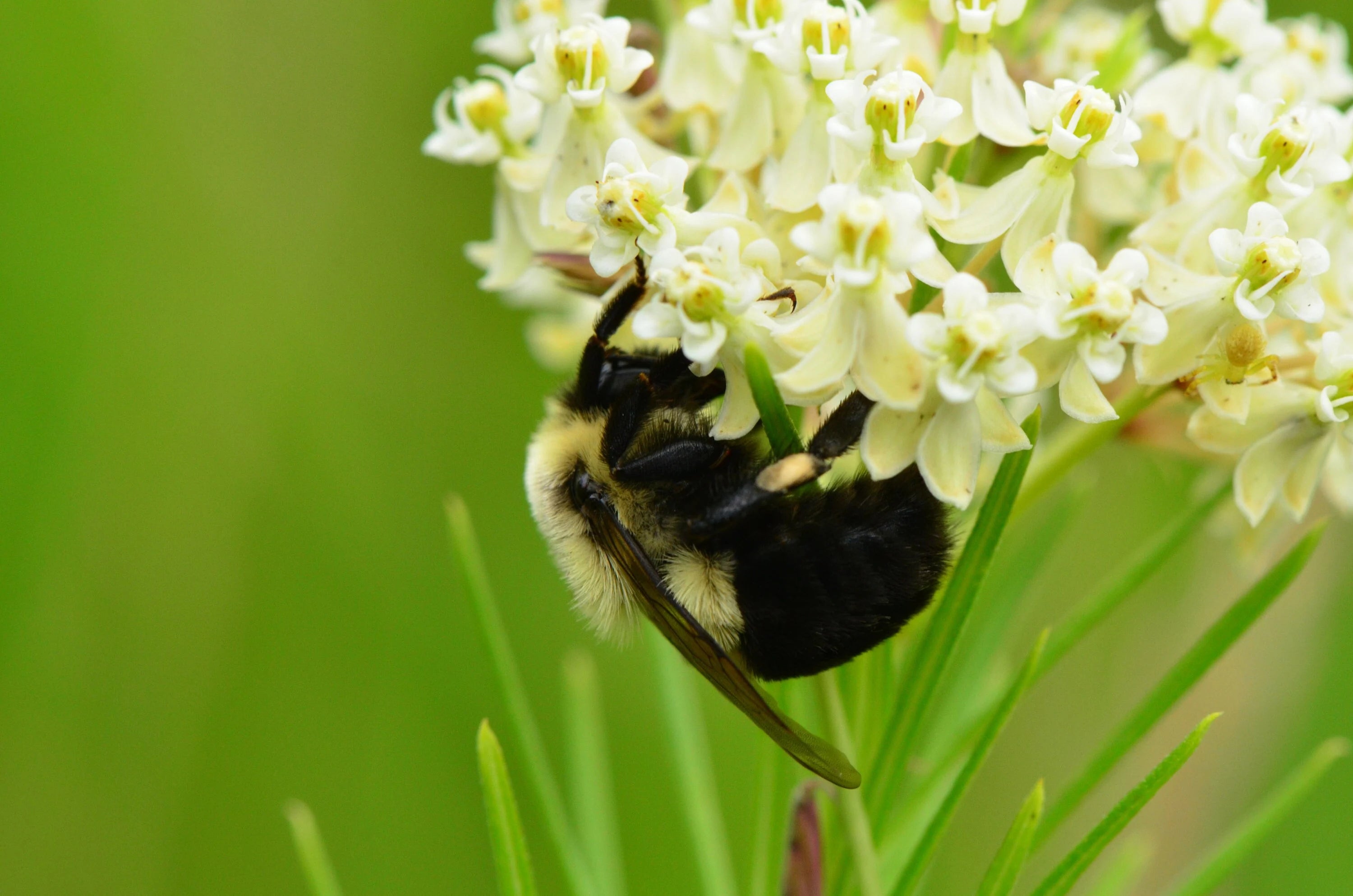 WHORLED MILKWEED Seeds *FREE Shipping!* Fresh  Organic Asclepias verticillata Butterfly Attracting White Perennial Flower Seeds Bulk(50 Seeds)