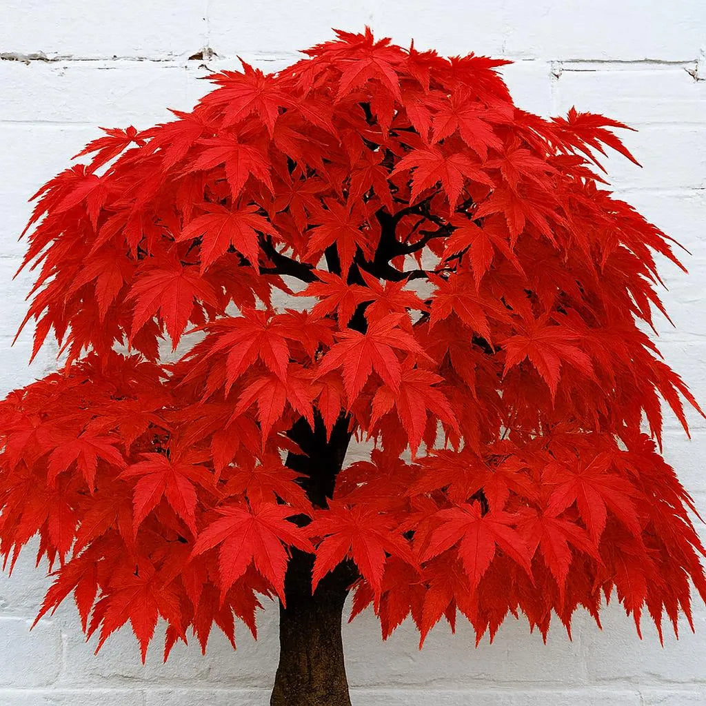 Red Japanese Maple Tree Seeds (Acer palmatum atropurpureum) | 10 Hardy Ornamental Seeds | Bonsai Plant | Brilliant Fall Foliage | Non-GMO