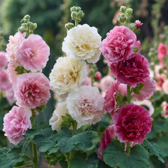 Summer Carnival Hollyhock Seeds: Tall Cottage Garden Blooms - 50 Seeds