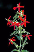 20 ROYAL RED CATCHFLY Hummingbird  Endangered Native Flower Silene Regia Seeds