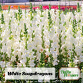 30 Seeds| White Snapdragons Seeds - Cold Resistant - Potted - Attracts pollinators - Cottage  Border Garden - Antirrhinum Majus#22