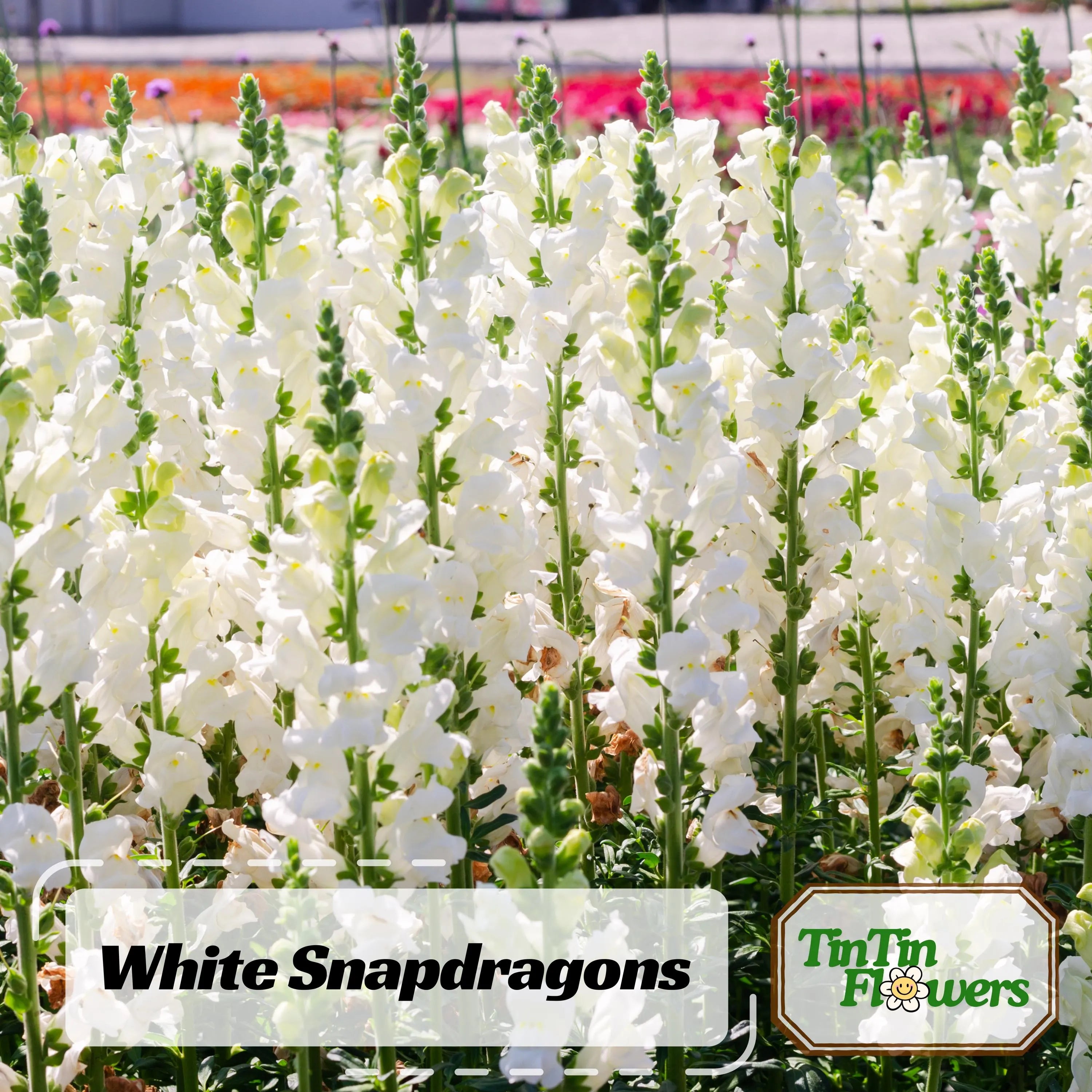 30 Seeds| White Snapdragons Seeds - Cold Resistant - Potted - Attracts pollinators - Cottage  Border Garden - Antirrhinum Majus#22