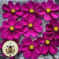 Candy Floss Red Cosmos Seeds, Cosmos Bippinatus CO1825