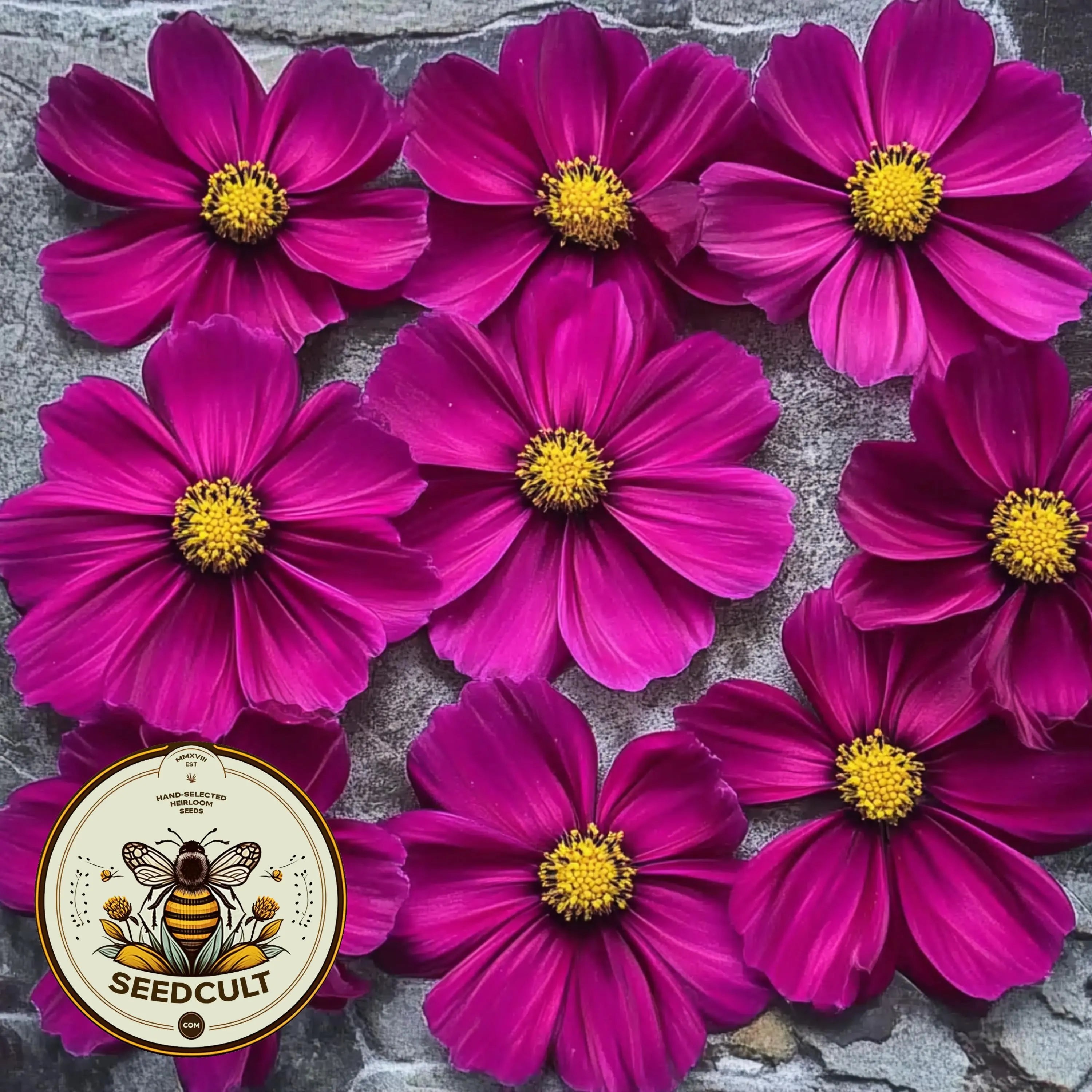 Candy Floss Red Cosmos Seeds, Cosmos Bippinatus CO1825