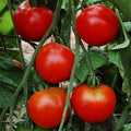 Stupice or Mountain Princess  Tomato seeds- Heirloom/ GMO FREE/ 25 seeds / Produces impressive yields