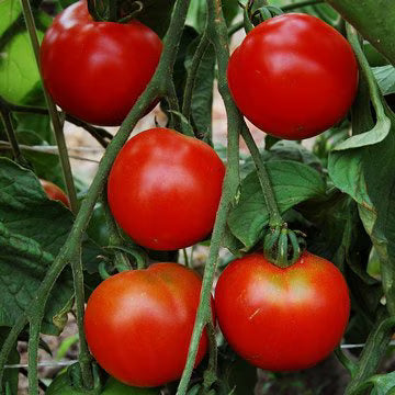 Stupice or Mountain Princess  Tomato seeds- Heirloom/ GMO FREE/ 25 seeds / Produces impressive yields