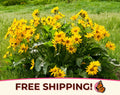 200+ Arrowleaf Balsamroot Seeds | Native Wildflowers for Pollinator Butterflies  Bees, Flower Gardening Plant Seed, Balsamorhiza sagittata(200 Seeds)