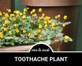 Toothache Plant | 50 Seeds | Medicinal Herb | Non GMO | Spilanthes oleracea