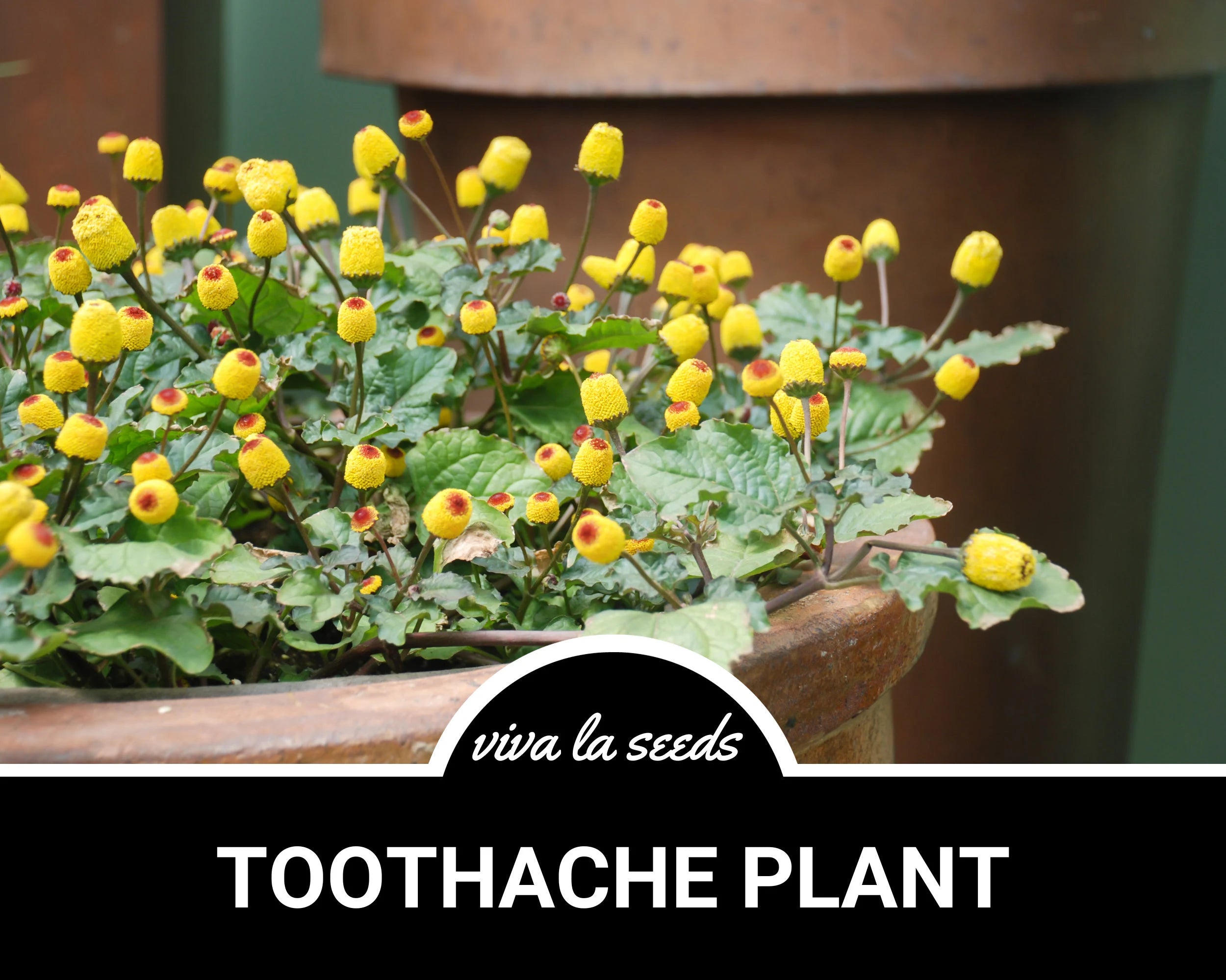 Toothache Plant | 50 Seeds | Medicinal Herb | Non GMO | Spilanthes oleracea